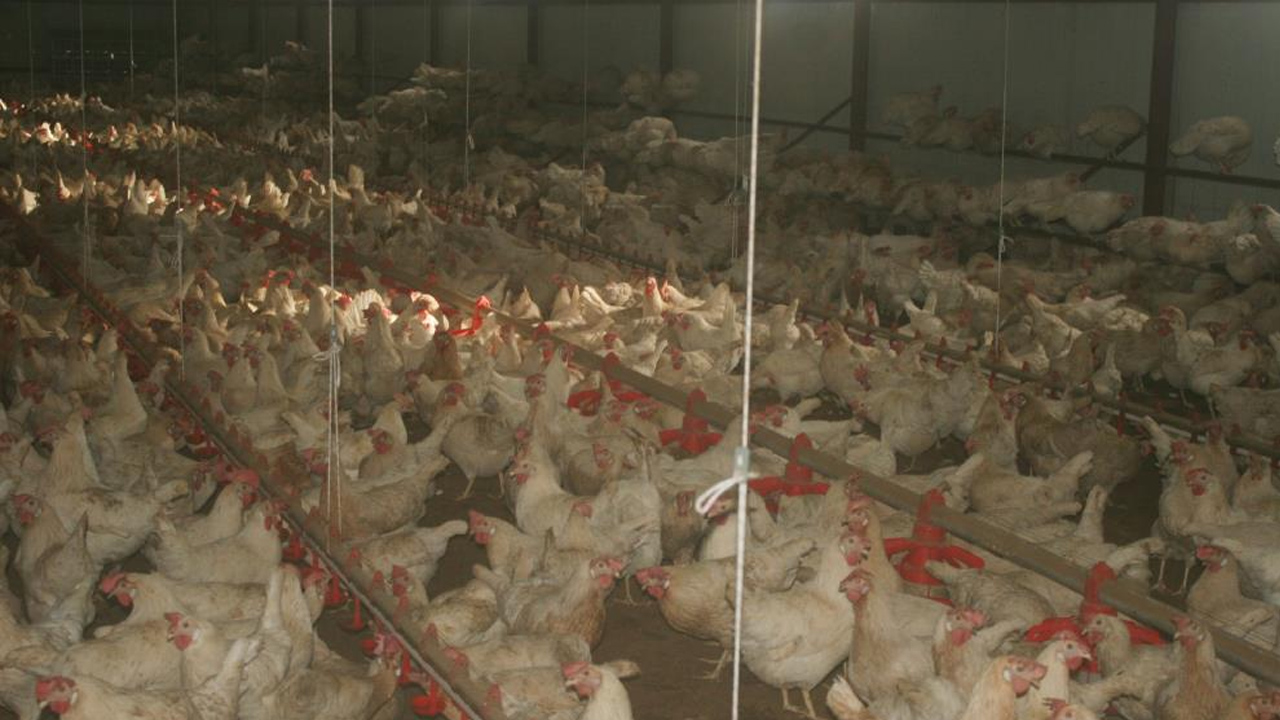 Foto - Bahçesinde hobi olarak başladı! Şimdi 3 bin adet var