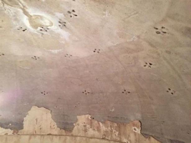 Foto - Bahçesinde öyle bir yer buldu ki...