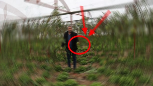 Bahçesine diktiğini duyanlar "delirdin mi?" demişti! Şimdi herkes onun için kapısında yatıyor! 40 ton ekiyor, yine de siparişlere yetişemiyor! Sen ne yaptın böyle Mehmet dayı 