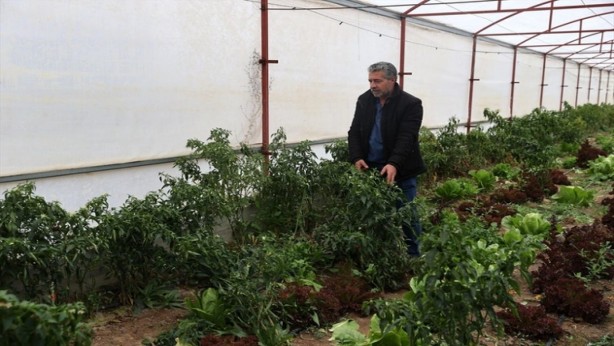 Foto - Bahçesine diktiğini duyanlar "delirdin mi?" demişti! Şimdi herkes onun için kapısında yatıyor! 40 ton ekiyor, yine de siparişlere yetişemiyor! Sen ne yaptın böyle Mehmet dayı 