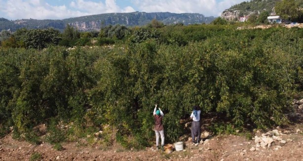 Foto - Bahçeye doğal çit olsun diye dikmişlerdi, şimdi olanlara kendileri bile inanamıyor! Gelir kapısı oldu! Kilo fiyatını duyanın ağzı bir karış açık kalıyor! Bir taşla iki kuş