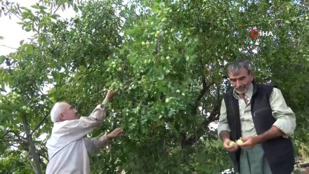 Foto - Bahçeye doğal çit olsun diye dikmişlerdi, şimdi olanlara kendileri bile inanamıyor! Gelir kapısı oldu! Kilo fiyatını duyanın ağzı bir karış açık kalıyor! Bir taşla iki kuş