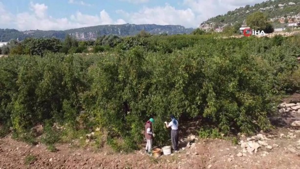 Foto - Bahçeye doğal çit olsun diye dikmişlerdi, şimdi olanlara kendileri bile inanamıyor! Gelir kapısı oldu! Kilo fiyatını duyanın ağzı bir karış açık kalıyor! Bir taşla iki kuş