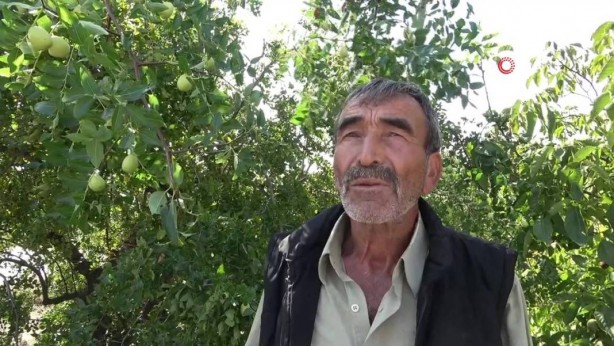 Foto - Bahçeye doğal çit olsun diye dikmişlerdi, şimdi olanlara kendileri bile inanamıyor! Gelir kapısı oldu! Kilo fiyatını duyanın ağzı bir karış açık kalıyor! Bir taşla iki kuş