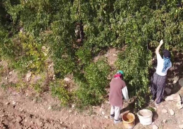 Bahçeye doğal çit olsun diye dikmişlerdi, şimdi olanlara kendileri bile inanamıyor! Gelir kapısı oldu! Kilo fiyatını duyanın ağzı bir karış açık kalıyor! Bir taşla iki kuş