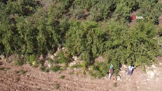 Foto - Bahçeye doğal çit olsun diye dikmişlerdi, şimdi olanlara kendileri bile inanamıyor! Gelir kapısı oldu! Kilo fiyatını duyanın ağzı bir karış açık kalıyor! Bir taşla iki kuş