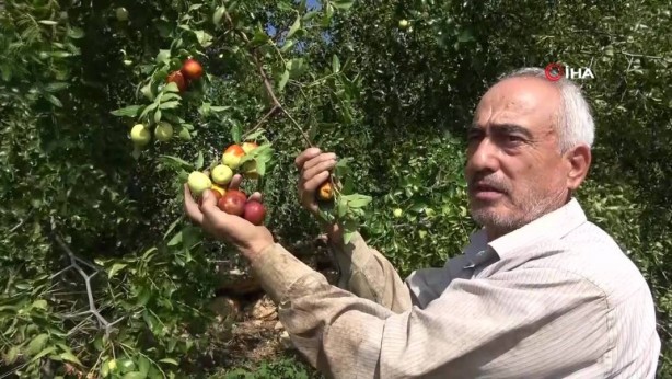 Foto - Bahçeye doğal çit olsun diye dikmişlerdi, şimdi olanlara kendileri bile inanamıyor! Gelir kapısı oldu! Kilo fiyatını duyanın ağzı bir karış açık kalıyor! Bir taşla iki kuş