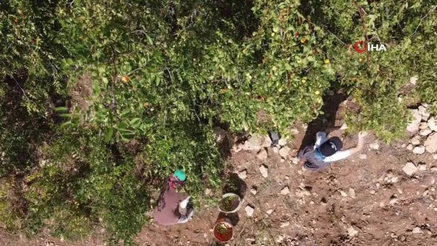 Foto - Bahçeye doğal çit olsun diye dikmişlerdi, şimdi olanlara kendileri bile inanamıyor! Gelir kapısı oldu! Kilo fiyatını duyanın ağzı bir karış açık kalıyor! Bir taşla iki kuş