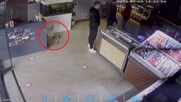 Foto - Bak sen atmacanın yaptığına! Balıkçıyı birbirine kattı