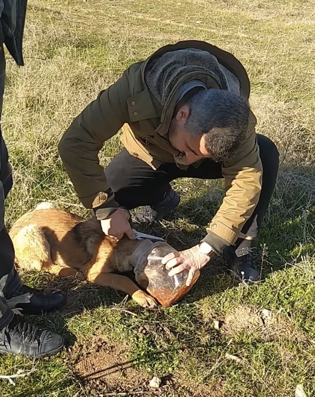 Bak sen şu köpeğin yaptığına! Vatandaş kurtardı