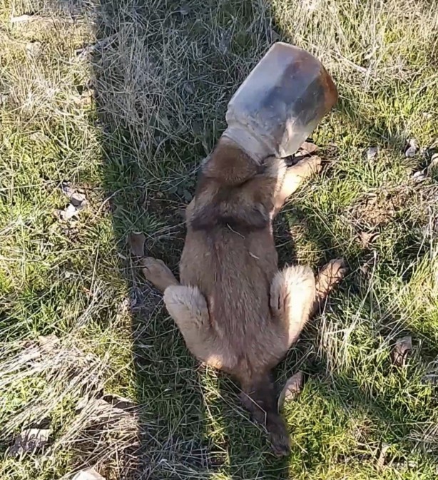 Foto - Bak sen şu köpeğin yaptığına! Vatandaş kurtardı