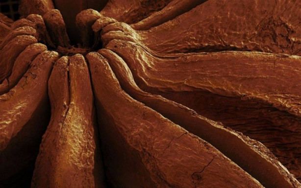 Foto - Bakalım yiyecekleri mikroskobik görüntülerinden tanıyabilecek misiniz?