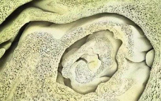 Foto - Bakalım yiyecekleri mikroskobik görüntülerinden tanıyabilecek misiniz?