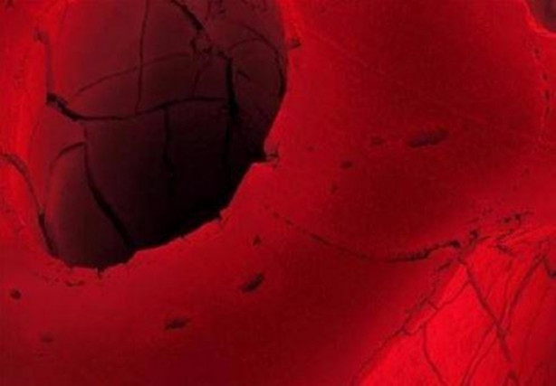 Foto - Bakalım yiyecekleri mikroskobik görüntülerinden tanıyabilecek misiniz?