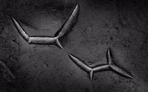 Foto - Bakalım yiyecekleri mikroskobik görüntülerinden tanıyabilecek misiniz?