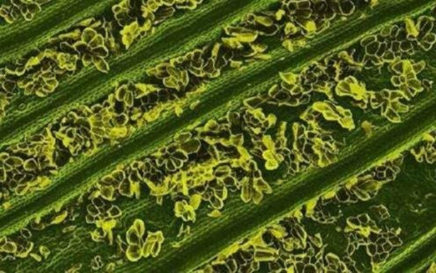 Foto - Bakalım yiyecekleri mikroskobik görüntülerinden tanıyabilecek misiniz?