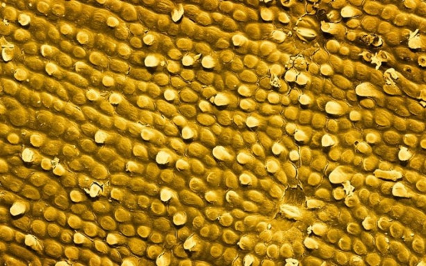 Foto - Bakalım yiyecekleri mikroskobik görüntülerinden tanıyabilecek misiniz?