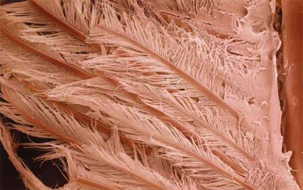 Foto - Bakalım yiyecekleri mikroskobik görüntülerinden tanıyabilecek misiniz?