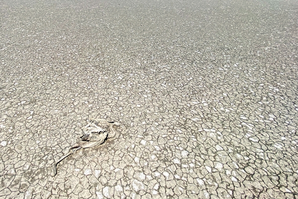 Foto - Bakan Bekir Pakdemirli'den Tuz Gölü'nde ölen flamingolarla ilgili açıklama