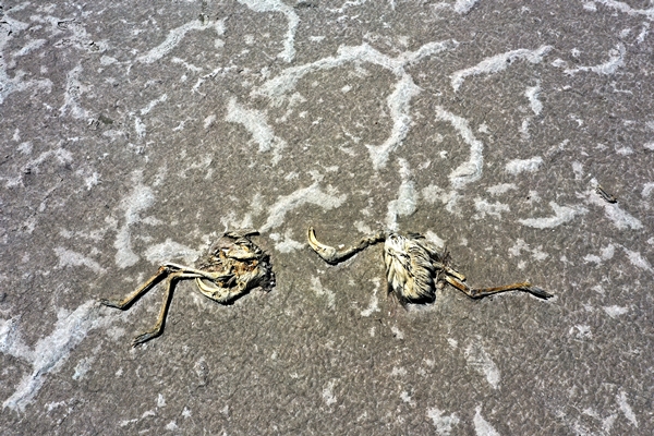 Foto - Bakan Bekir Pakdemirli'den Tuz Gölü'nde ölen flamingolarla ilgili açıklama