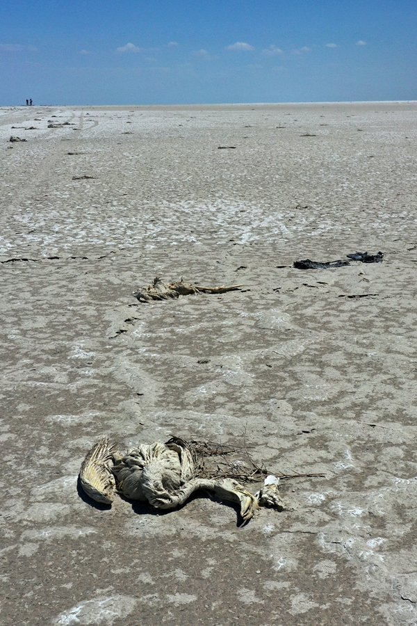 Foto - Bakan Bekir Pakdemirli'den Tuz Gölü'nde ölen flamingolarla ilgili açıklama