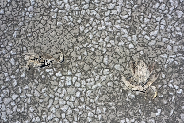 Foto - Bakan Bekir Pakdemirli'den Tuz Gölü'nde ölen flamingolarla ilgili açıklama