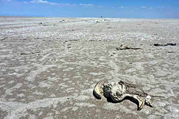 Bakan Bekir Pakdemirli'den Tuz Gölü'nde ölen flamingolarla ilgili açıklama