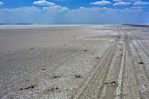 Foto - Bakan Bekir Pakdemirli'den Tuz Gölü'nde ölen flamingolarla ilgili açıklama