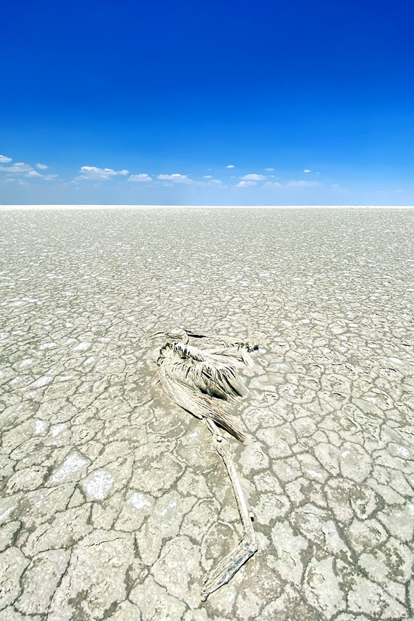 Foto - Bakan Bekir Pakdemirli'den Tuz Gölü'nde ölen flamingolarla ilgili açıklama