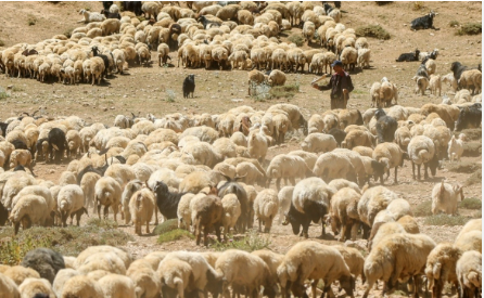 Foto - Bakan Bolat açıkladı: O ülkenin vatandaşları Türkiye'den giderse ne tarım ne de hayvancılık kalır