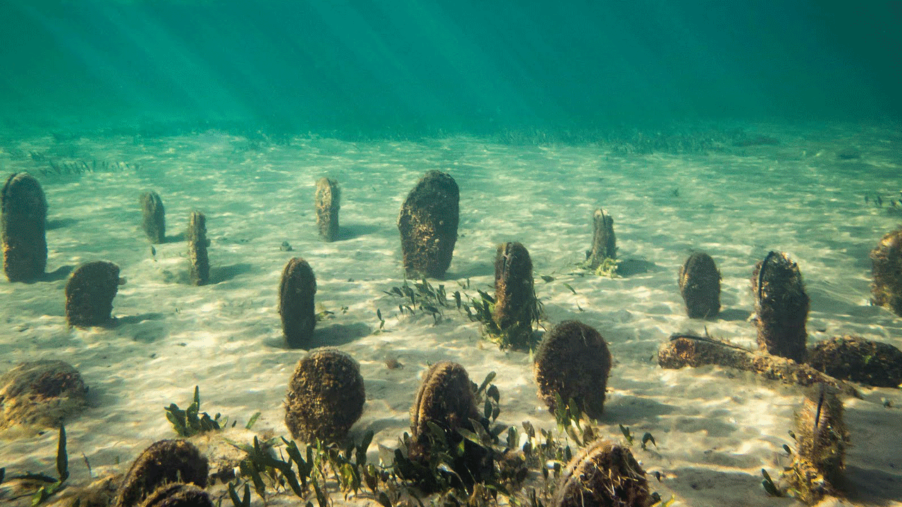 Foto - Bakan Kurum açıkladı: Müsilaj ile mücadelede yeni adım! Her biri saatte 6 litre deniz suyunu temizliyor, bütün Marmara bu canlılarla doldurulacak