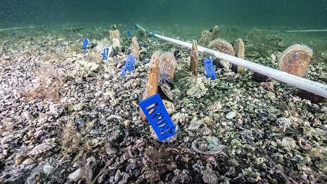 Foto - Bakan Kurum açıkladı: Müsilaj ile mücadelede yeni adım! Her biri saatte 6 litre deniz suyunu temizliyor, bütün Marmara bu canlılarla doldurulacak