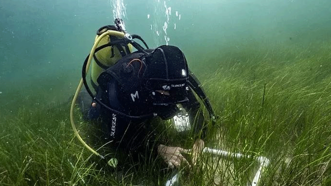 Foto - Bakan Kurum açıkladı: Müsilaj ile mücadelede yeni adım! Her biri saatte 6 litre deniz suyunu temizliyor, bütün Marmara bu canlılarla doldurulacak