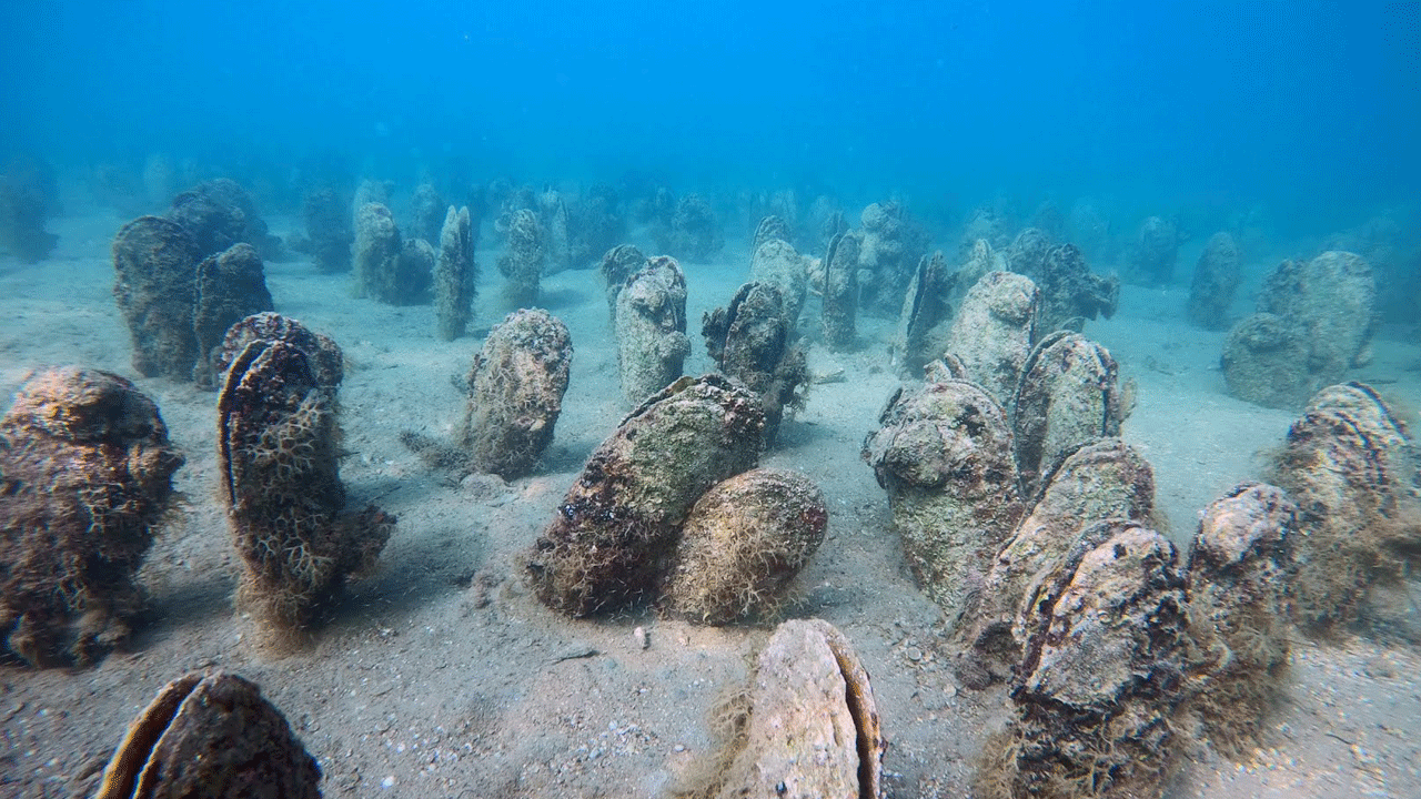 Foto - Bakan Kurum açıkladı: Müsilaj ile mücadelede yeni adım! Her biri saatte 6 litre deniz suyunu temizliyor, bütün Marmara bu canlılarla doldurulacak