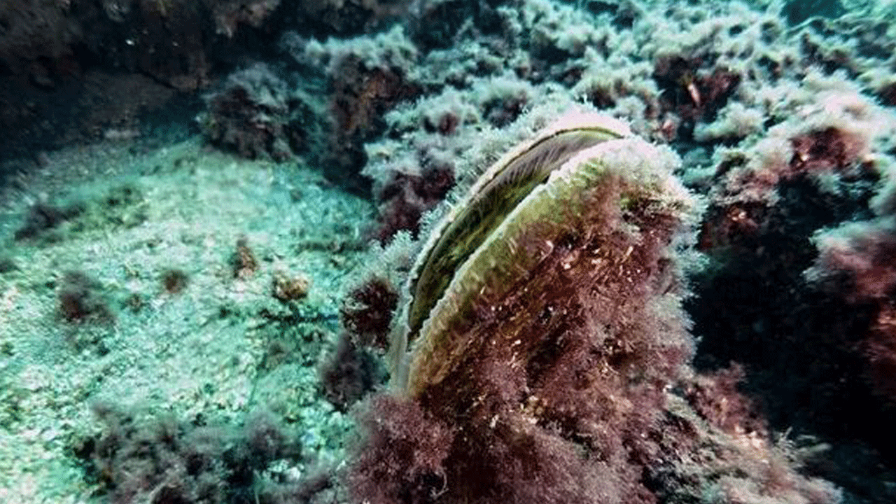 Foto - Bakan Kurum açıkladı: Müsilaj ile mücadelede yeni adım! Her biri saatte 6 litre deniz suyunu temizliyor, bütün Marmara bu canlılarla doldurulacak