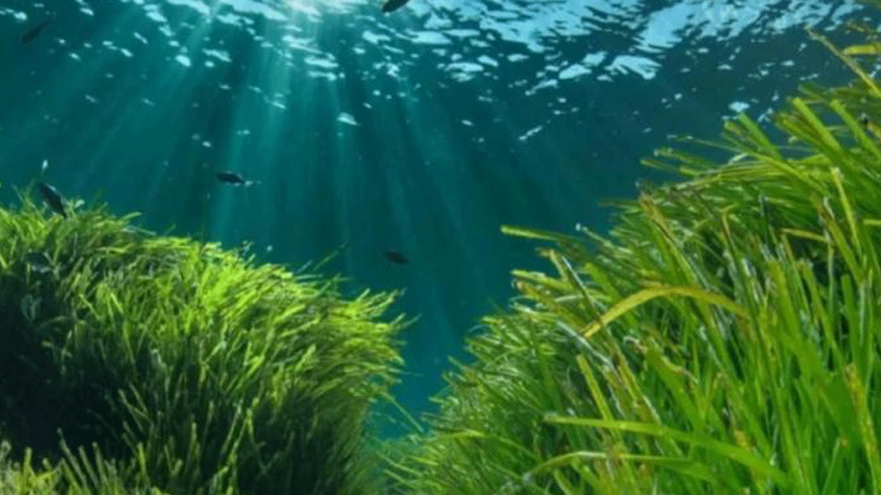 Foto - Bakan Kurum açıkladı: Müsilaj ile mücadelede yeni adım! Her biri saatte 6 litre deniz suyunu temizliyor, bütün Marmara bu canlılarla doldurulacak