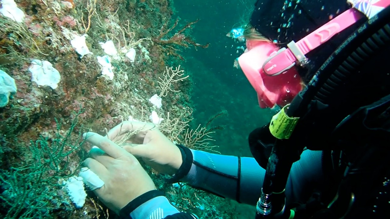 Bakan Kurum görüntüleri paylaştı Sivriada'dan Hayırsız Ada'ya mercan transferi