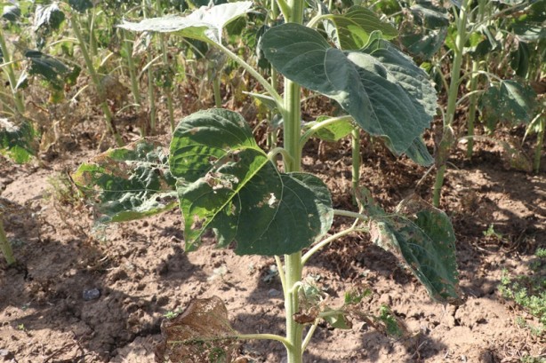 Foto - Bakan Yardımcısı, ayçiçeği tarlalarında incelemede bulundu! 'Çayır tırtılı' açıklaması