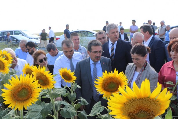 Bakan Yardımcısı, ayçiçeği tarlalarında incelemede bulundu! 'Çayır tırtılı' açıklaması