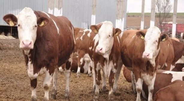 Foto - Bakan Yumaklı açıkladı! 1 Ocak'tan itibaren geçerli olacak! Hayvancılık desteklerinde müthiş artış!
