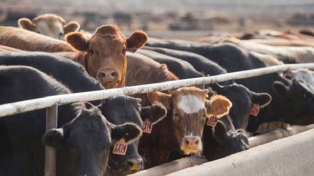 Foto - Bakan Yumaklı açıkladı! 1 Ocak'tan itibaren geçerli olacak! Hayvancılık desteklerinde müthiş artış!
