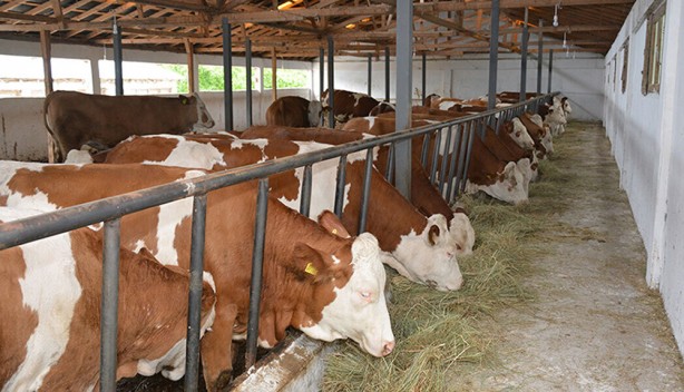 Foto - Bakan Yumaklı açıkladı! 1 Ocak'tan itibaren geçerli olacak! Hayvancılık desteklerinde müthiş artış!
