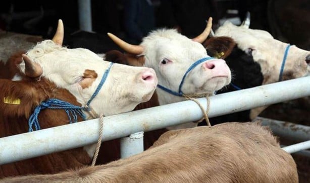 Foto - Bakan Yumaklı açıkladı! 1 Ocak'tan itibaren geçerli olacak! Hayvancılık desteklerinde müthiş artış!