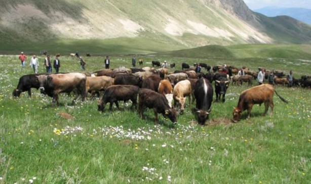 Foto - Bakan Yumaklı açıkladı! 1 Ocak'tan itibaren geçerli olacak! Hayvancılık desteklerinde müthiş artış!