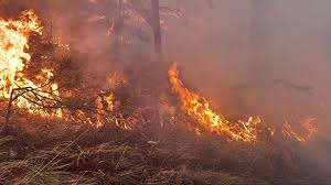 Foto - Bakan Yumaklı: "İzmir’deki yangın piknik ateşinden çıktı"