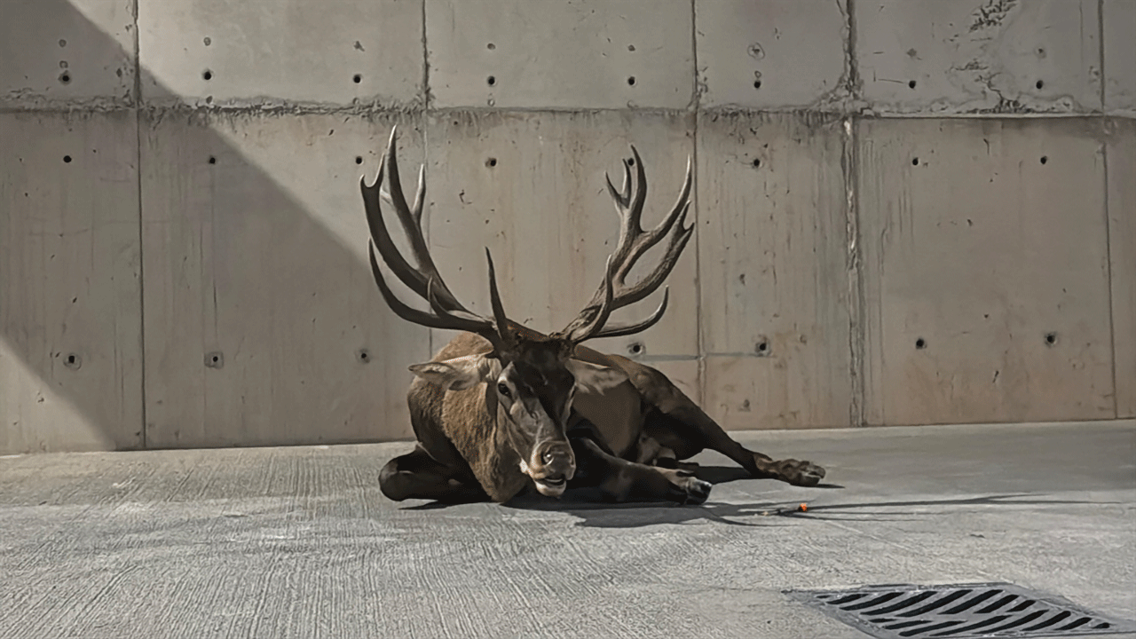 Foto - Bakan Yumaklı Kızılgeyik ile ilgili açıklamada bulundu!