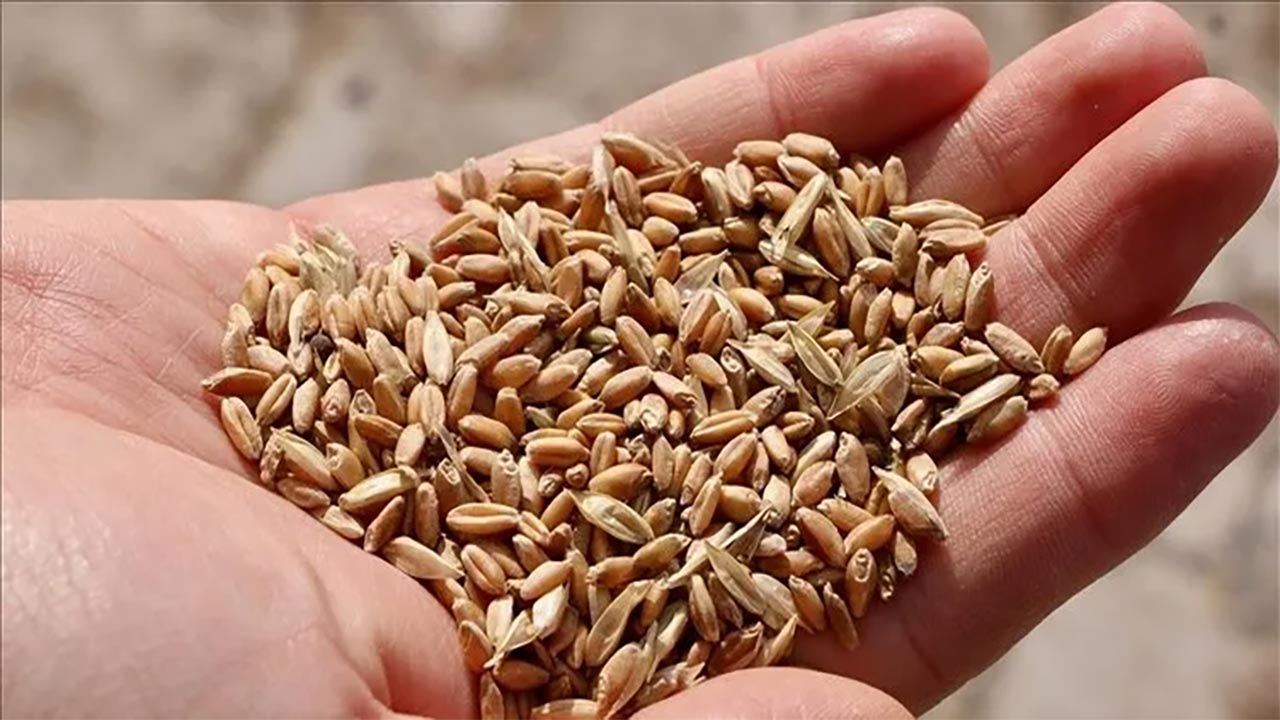 Bakan Yumaklı'dan müjde! Ata tohumu satışı başlıyor!