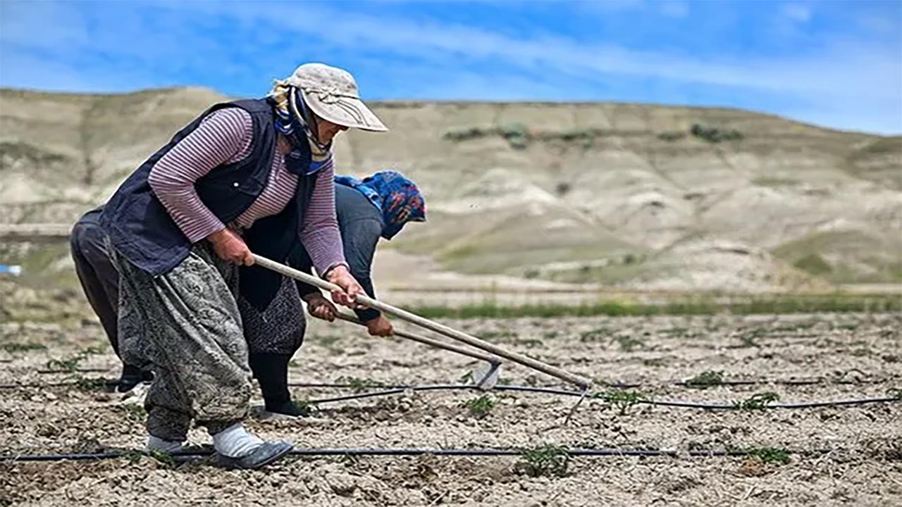 Foto - Bakan Yumaklı'dan müjde! Ata tohumu satışı başlıyor!