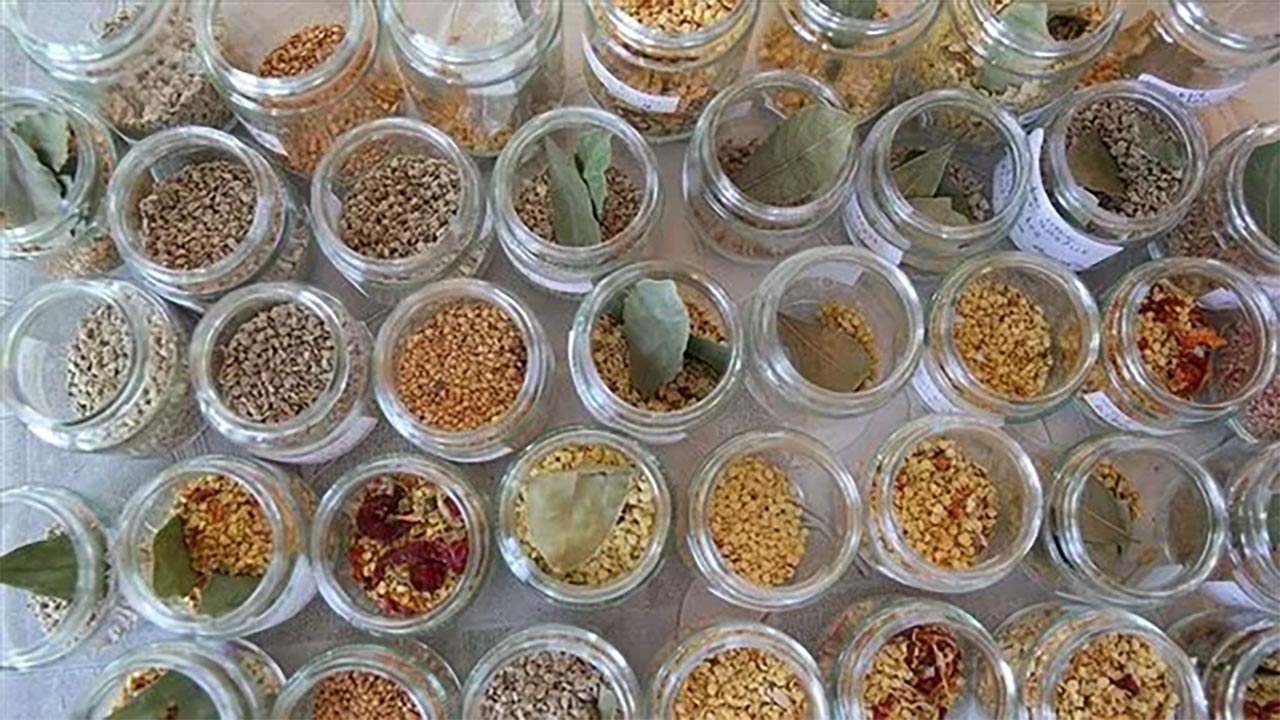 Foto - Bakan Yumaklı'dan müjde! Ata tohumu satışı başlıyor!