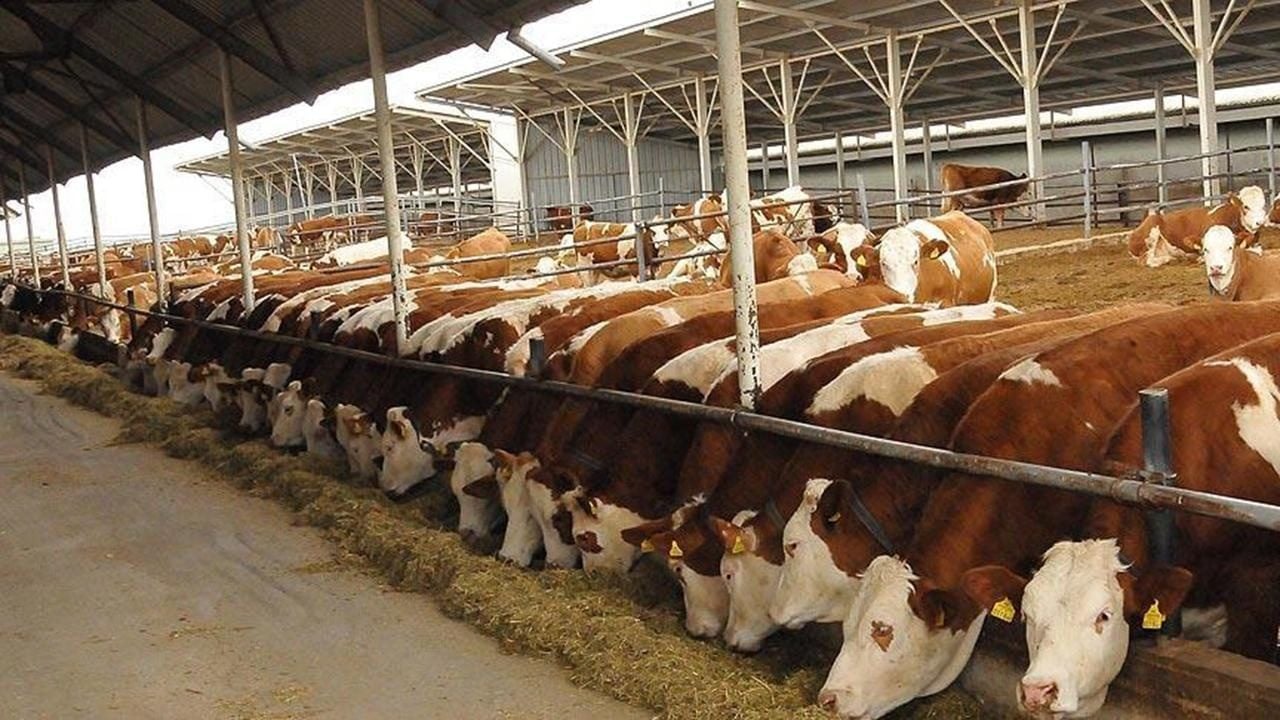 Foto - Bakanlığın yeni yönetmeliği Resmi Gazete’de yayımlandı! Hayvancılık işletmeleri 5 sınıfa ayrılacak